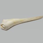 Home Range - 10ct PDQ Box - Jr Full Length Bull Tails (Bulk W/ Tag)